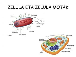 Zelula motak