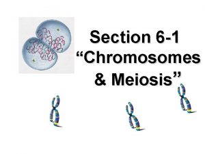 Section 6 1 Chromosomes Meiosis 6 1 Chromosomes