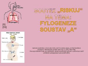 RISKUJ 1 13 FYLOGENEZE SOUSTAV A Autorem materilu