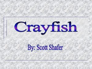 Crayfish F Crayfish are small freshwater arthropods that