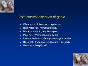 Causal organism of neck and bulb rot in garlic is _____