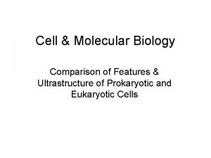 Typical eukaryotic cell Typical eukaryotic cell