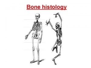 Spongy bone structure