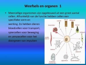 Weefsels en organen 1 Meercellige organismen zijn opgebouwd