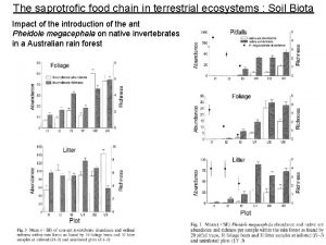 The saprotrofic food chain in terrestrial ecosystems Soil