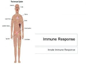 Immune Response Innate Immune Response The Immune System
