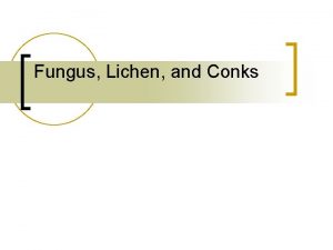 Fungus lichen and conks