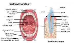 Labial frenulum anatomy