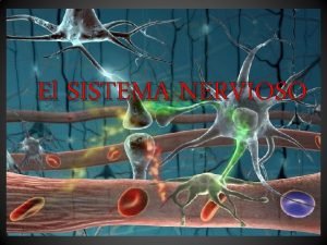 Qu es el sistema nervioso