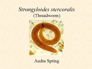 Strongyloides stercoralis Threadworm Audra Spring Morphology Its a