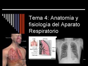 Tema 4 Anatoma y fisiologa del Aparato Respiratorio