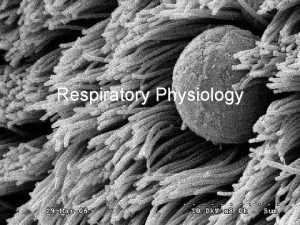 Respiratory Physiology Lecture Outline Basics of the Respiratory