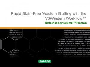 Rapid StainFree Western Blotting with the V 3