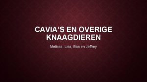 CAVIAS EN OVERIGE KNAAGDIEREN Melissa Lisa Bas en