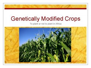 Genetically Modified Crops To plant or not to