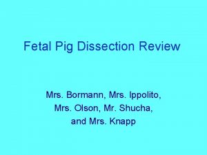 Fetal Pig Dissection Review Mrs Bormann Mrs Ippolito