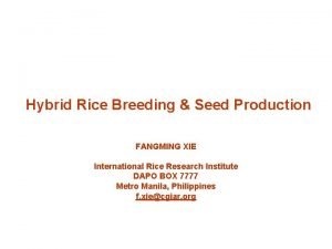 Hybrid Rice Breeding Seed Production FANGMING XIE International