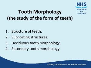 Tooth morphology is the study of