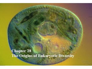 Chapter 28 The Origins of Eukaryotic Diversity I