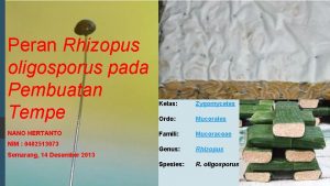 Peranan rhizopus oligosporus