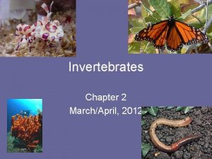 Invertebrates Chapter 2 MarchApril 2012 Invertebrates Invertebrates 1