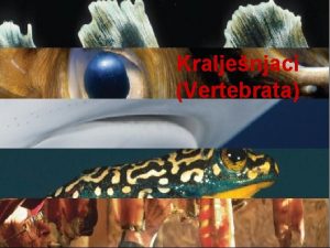 Kraljenjaci Vertebrata Sistematska podjela ivotinja 1 2 3