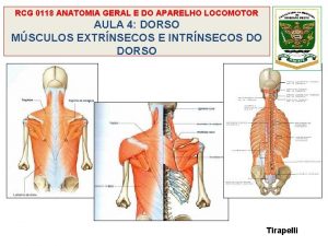 Trigono suboccipital