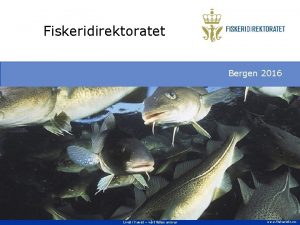 Fiskeridirektoratet Bergen 2016 Livet i havet vrt felles