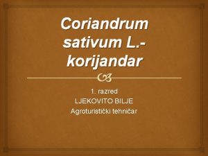 Coriandrum sativum L korijandar 1 razred LJEKOVITO BILJE