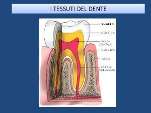 Tessuti del dente Tessuti del dente