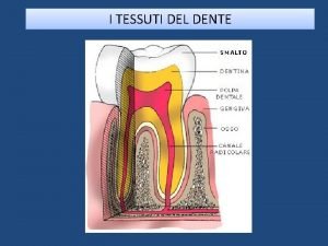 I TESSUTI DEL DENTE I DENTI Nelluomo si