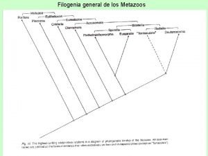 Filogenia general de los Metazoos BILATERIA SPIRALIA Plathelminthomorpha