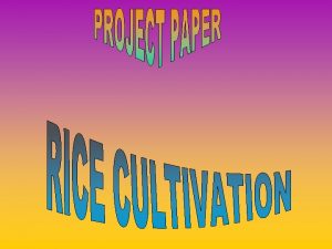 RICE CULTIVATION Introduction India is an agricultural country