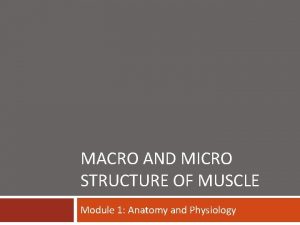 Macro structure of muscle