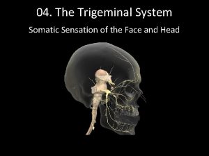 04 The Trigeminal System Somatic Sensation of the