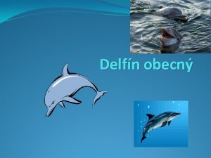 Delfn obecn Obecn daje Delfn obecn Delphinus delphis