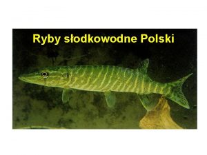 Ryby sodkowodne Polski Ryby na wiecie 25 000