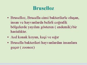 Bruselloz Bruselloz Brucella cinsi bakterilerle oluan insan ve