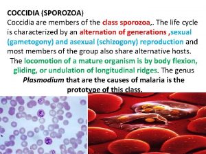 COCCIDIA SPOROZOA Coccidia are members of the class