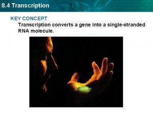 8 4 Transcription KEY CONCEPT Transcription converts a
