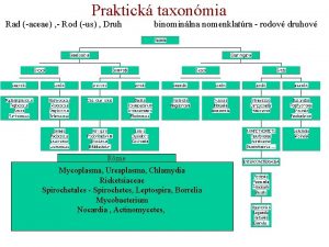 Praktick taxonmia Rad aceae Rod us Druh binominlna