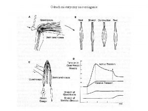 Odruchy miotatyczne