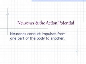 Neurones the Action Potential Neurones conduct impulses from