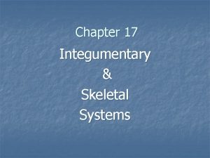 Chapter 17 Integumentary Skeletal Systems The Integumentary System