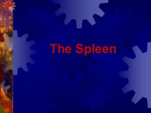 The Spleen Anatomy of Spleen White Pulp Spleen