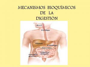 Digestion en monogastricos