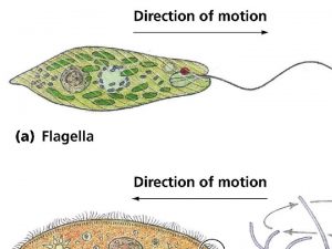 Whip like flagella