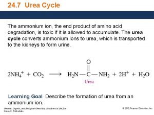 24 7 Urea Cycle The ammonium ion the