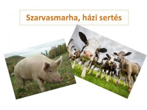 Szarvasmarha hzi serts Szarvasmarha 8000 9000 ve hziastottk