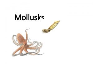 Mollusks Phylum Mollusca Includes snails and slugs oysters